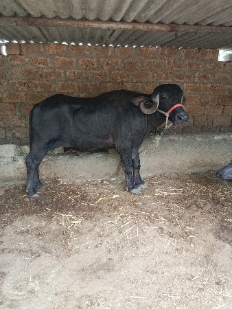 1‌ વેતર ખંડેલી વેચવાની