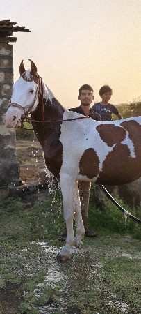 કોઈ પાસે આ ધોડી હોય