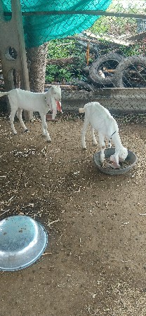 9898777132
