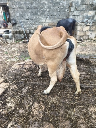 ગાય વેચવાની છે