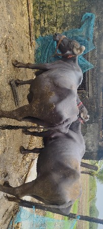 બે ભેસ વેચવા ની છે