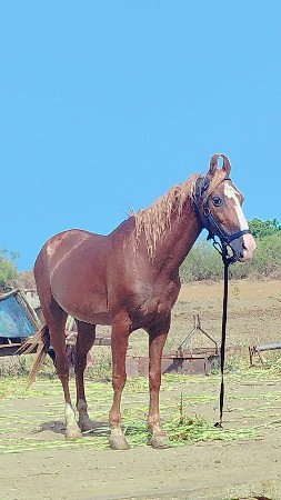 vechavani se
