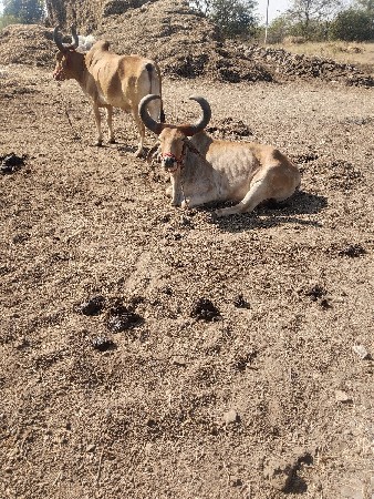 બળદ વેચવાના છે.