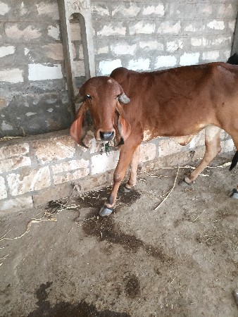 gir odaki