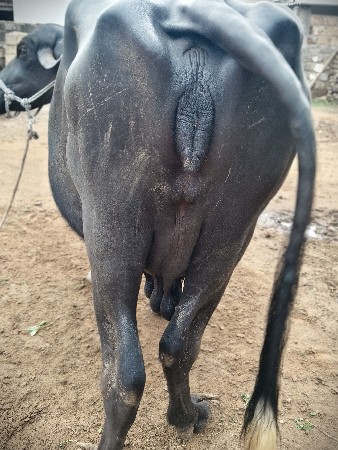 બધિ જવાબદારી છે