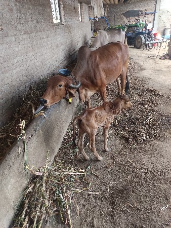 ગાય વેચવા ની છે
11દિવસ થયા વ