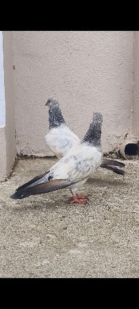 kabutar  lotar kachii lotar 
lala