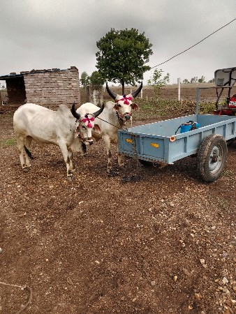 બીજી વાવણી ના