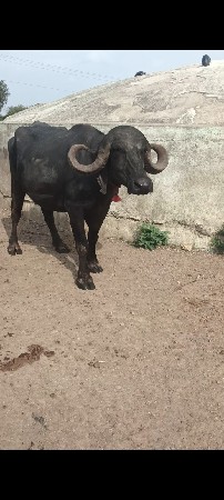 આ ખડાઈ વેચવાની છે