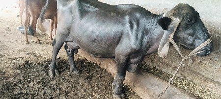 3 આચરી ભેંસ વેચવાની છે