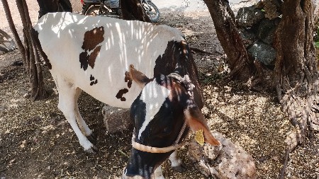 આ વાછડી વેચવાની સે