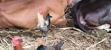 મુર્ગા દેવાના સે
