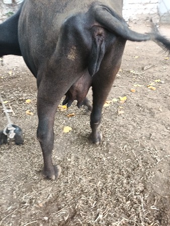 ત્રીજું વેતર