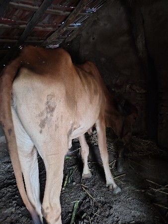 આ બલધ આપી દેવાનો se...