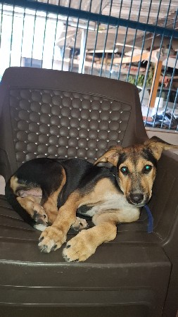 વેચવાનું છે (female)