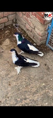 siraji jod hai