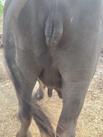 ભેંસ વેચવાની છે