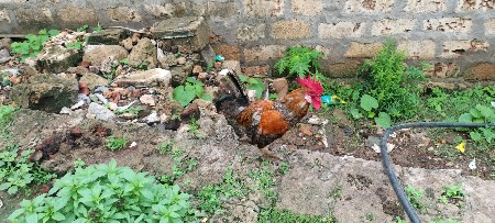 મુરધો વેચવાનો છે