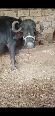 આ ભેંસ વેચવાની છે