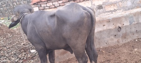 આ પાડો વેસવાસે