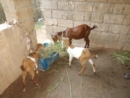 બકરી વેચવાની છે