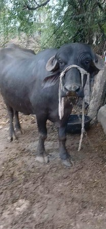 પેલા વેતર ખડેલી વૈચવા ની છૈ