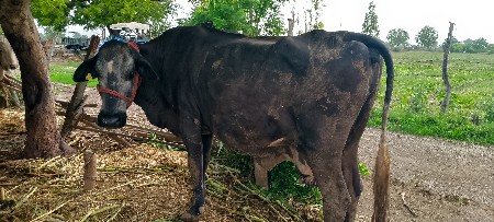 ધોડિ હારેસાટોહાલે રોકગેપણદેવાની