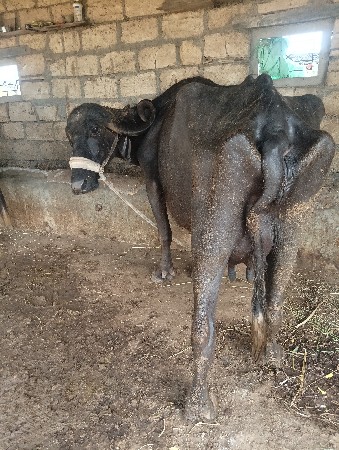 ભેંસ વેચવાની છે