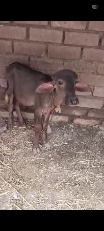 2 પાડી વૅચવા ની છૅ