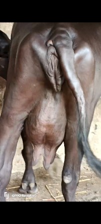 બેભેસુ. જાફરિ. મોટિસે. લોગ.