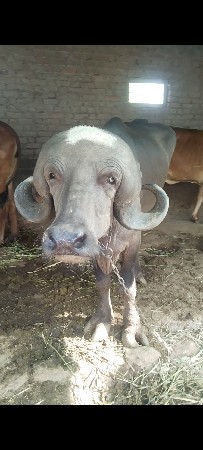 પાડી વેચવાની છે