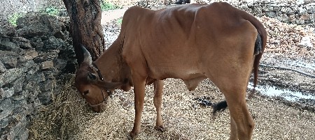 ગાય દેવાની છે