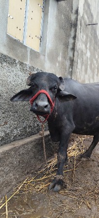 દેશી ભેંસ વેચવાની છે