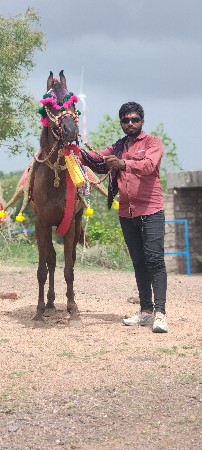 વશેરી ધોડી વેસવાની છે
