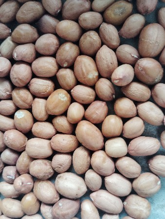 s s o માંડવા નું બિયારણ