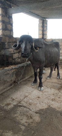 ખાડેલી વેચવાની છે