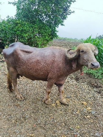 Charitra dudh