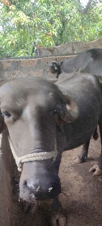 ખડેલી વેચવાની છે