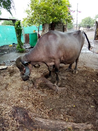 આ મ

આ ભેચ વેચવાની છે સાટા પણ