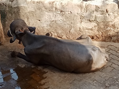 ખડેલી વેચવાની છે