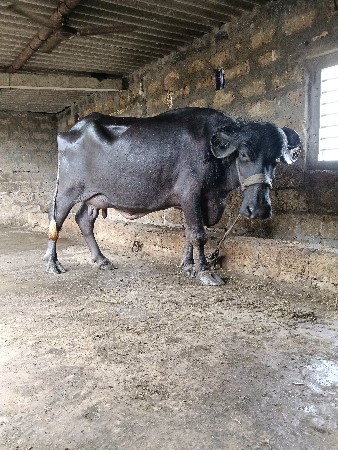 2 ભેસુ વેચવાની છે