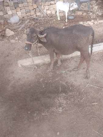 ભૅસ. પાડી