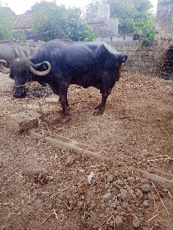 5 દીવસ નિ વ્યાયેલ છે.