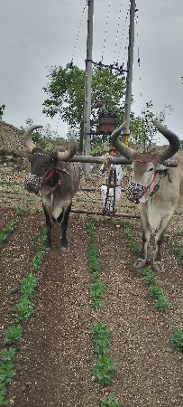 બળદ વેચવાના છે