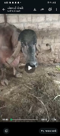 પાકડભેસવેચવાનીછે