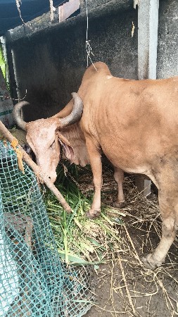 ગાય વેચવાની છે