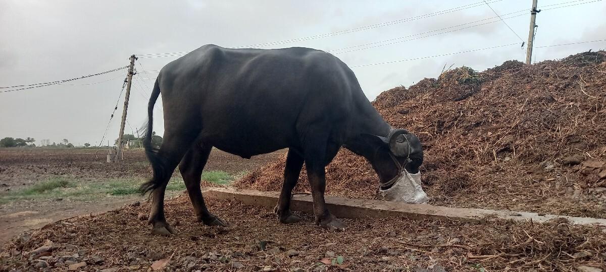 bhensh vechvani chhe.