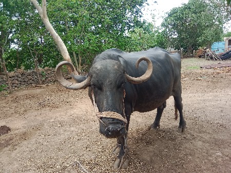 આ ભેંસ વેચવાની છે