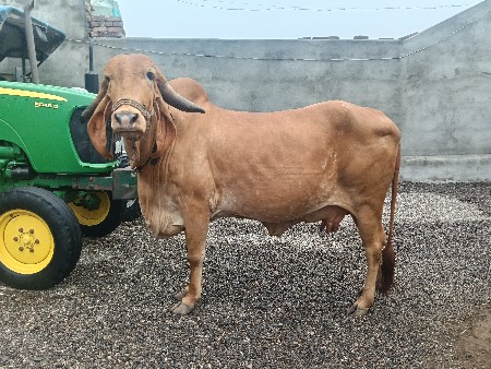 સુવર્ણ કપિલા ગાય વેચવાની છે