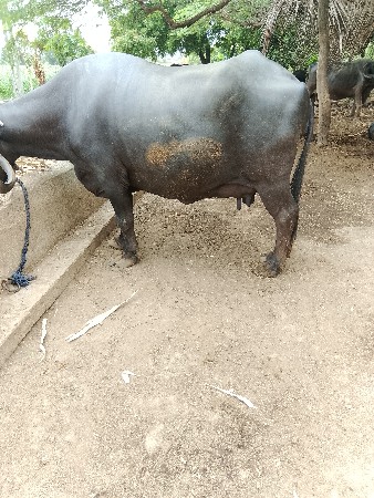 ભેંસ વેચવાની છે